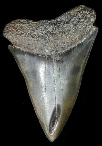 Large Fossil Mako Shark Tooth - #45956